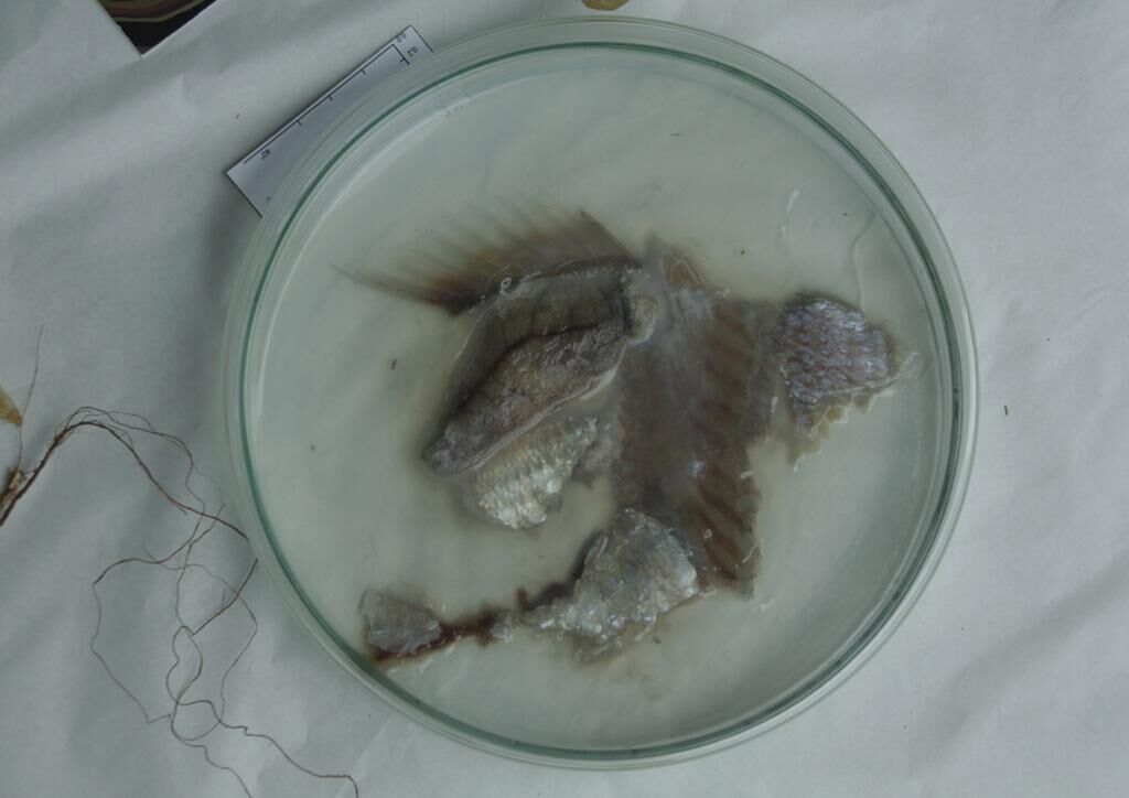 Galeriebild des Projekts Geisterhaptik