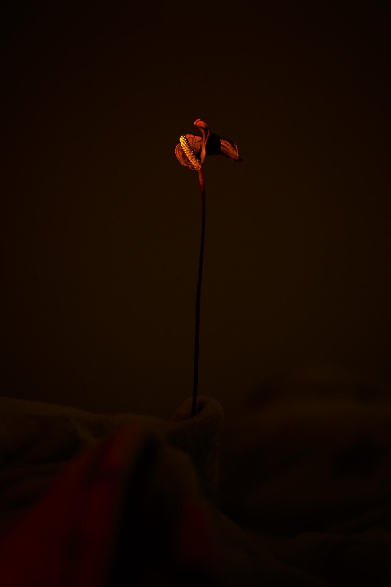 Galeriebild des Projekts Innenleben