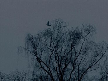 Galeriebild des Projekts Ein bisschen Gemurmel aus dem Wald