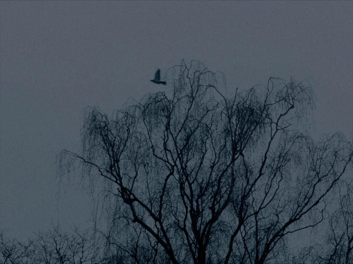 Galeriebild des Projekts Ein bisschen Gemurmel aus dem Wald