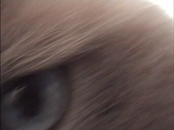 Galeriebild des Projekts Rocky 