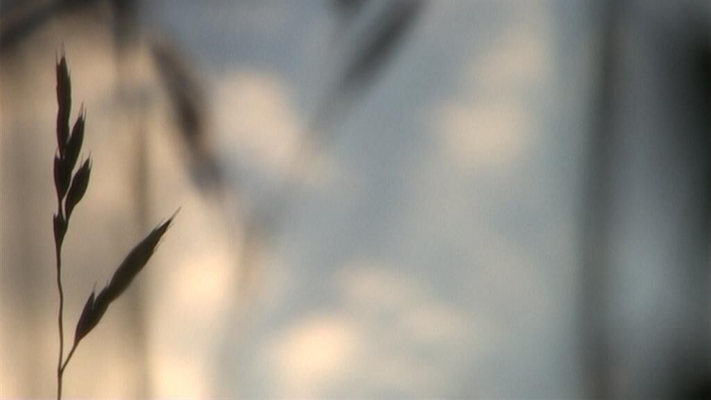 Titelbild des Projekts Gras