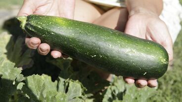 „Needs and Demands” große grüne Zucchini in weißen Händen, weißes Kleid, Beet, grüne Wiese, grüne Blätter, in Kamera präsentierend