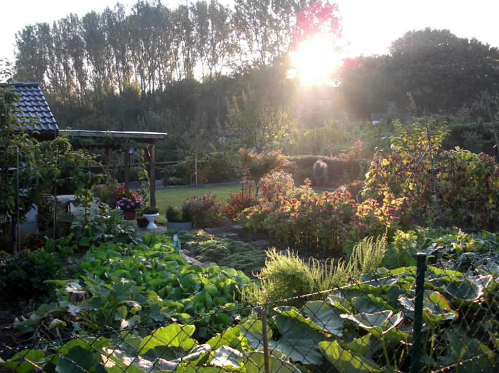 Galeriebild des Projekts Ali sein Garten