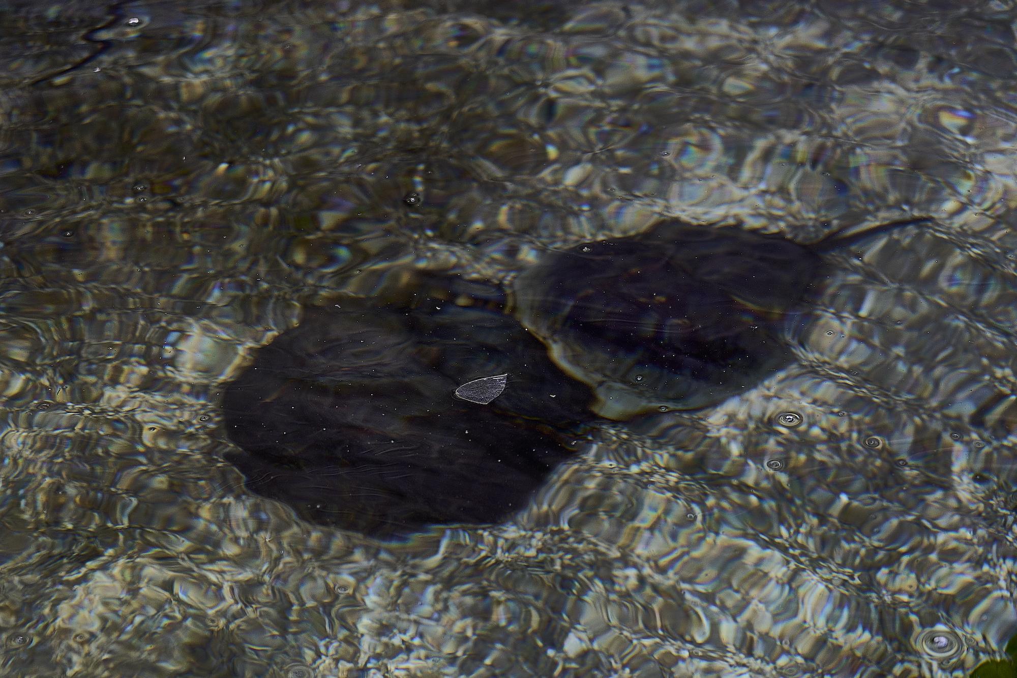 Galeriebild des Projekts Purple Thorn