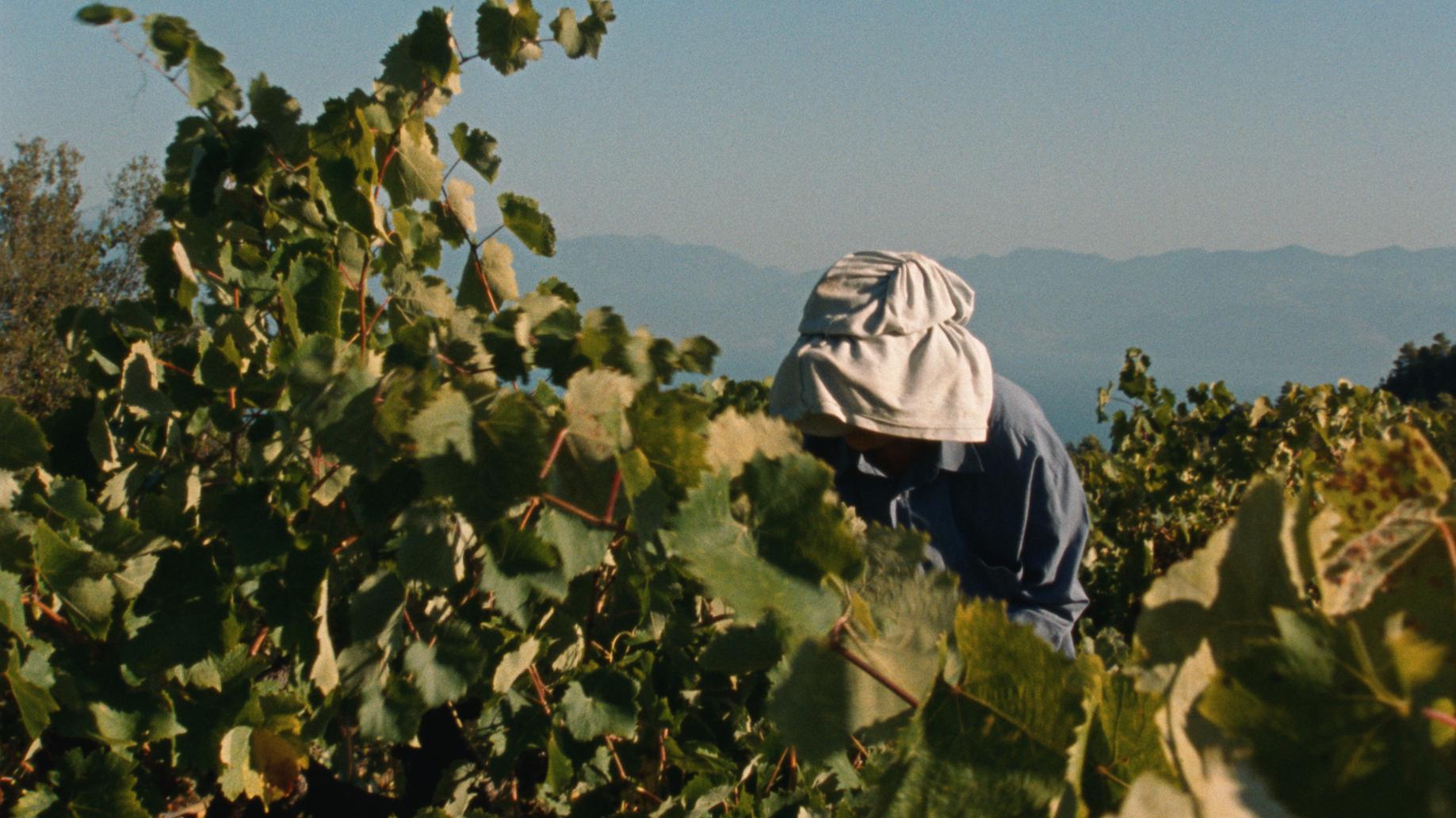 Galeriebild des Projekts Fasolákia 