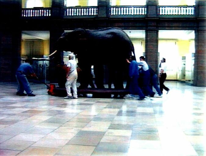 Titelbild des Projekts Der Elefant muss raus