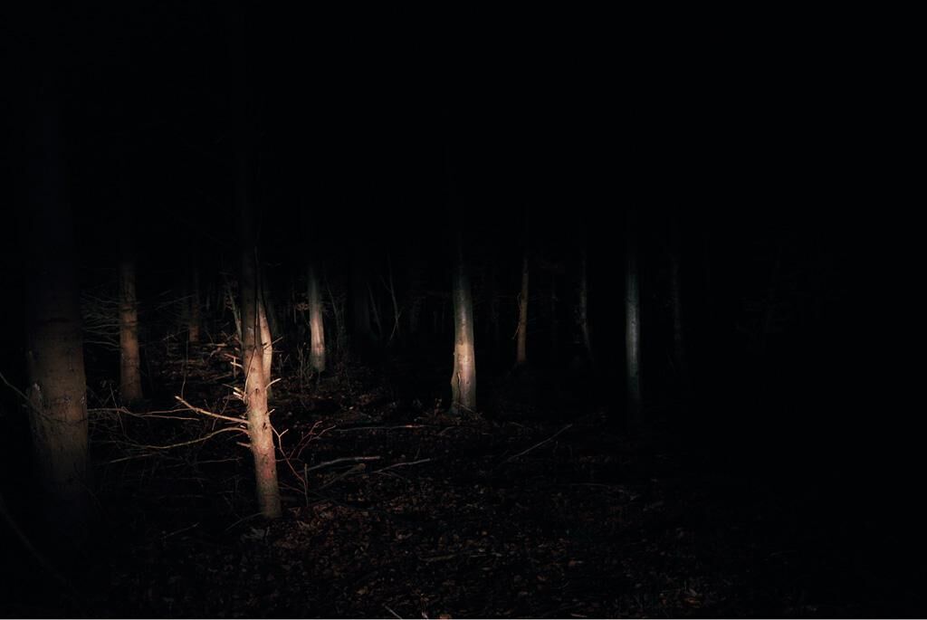 Galeriebild des Projekts Waldfoto