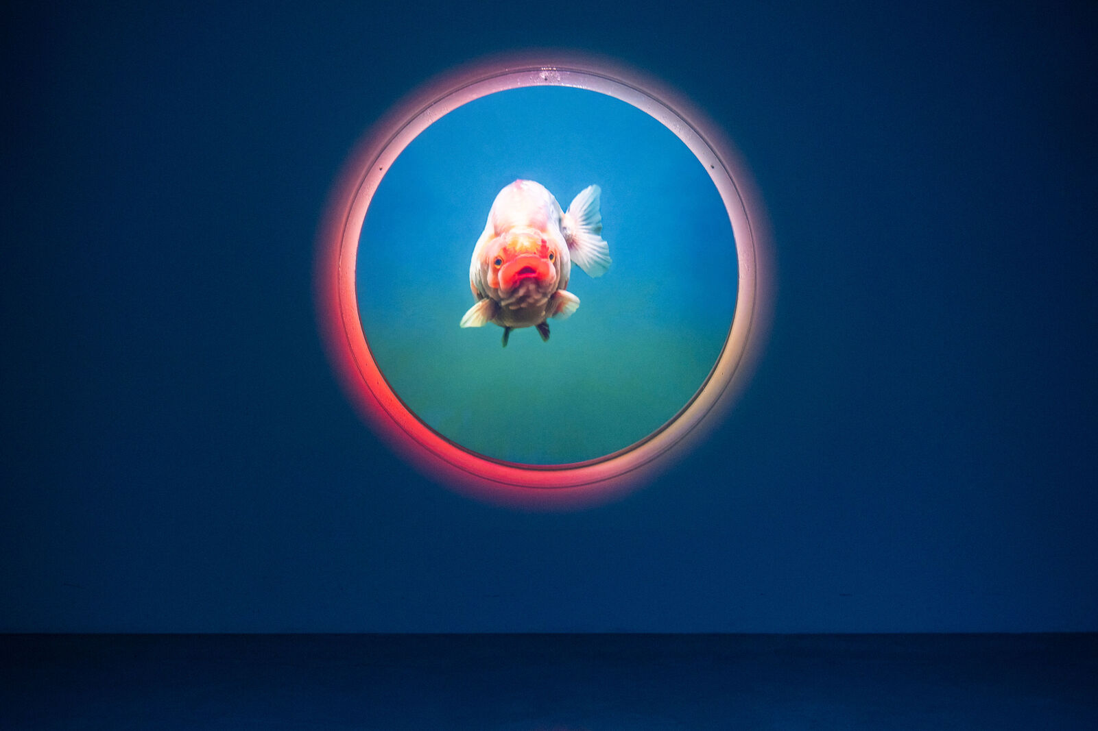 Jiha Jeon – Fixing the Rare (Diplom