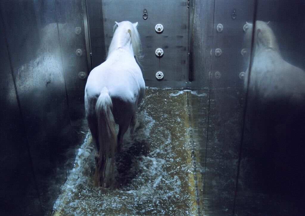 Titelbild des Projekts Fabeltiere