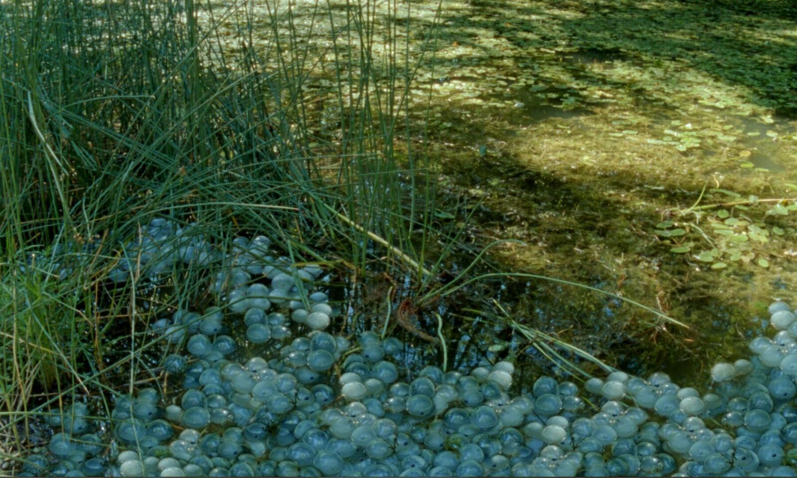 Galeriebild des Projekts Der Molchkongress