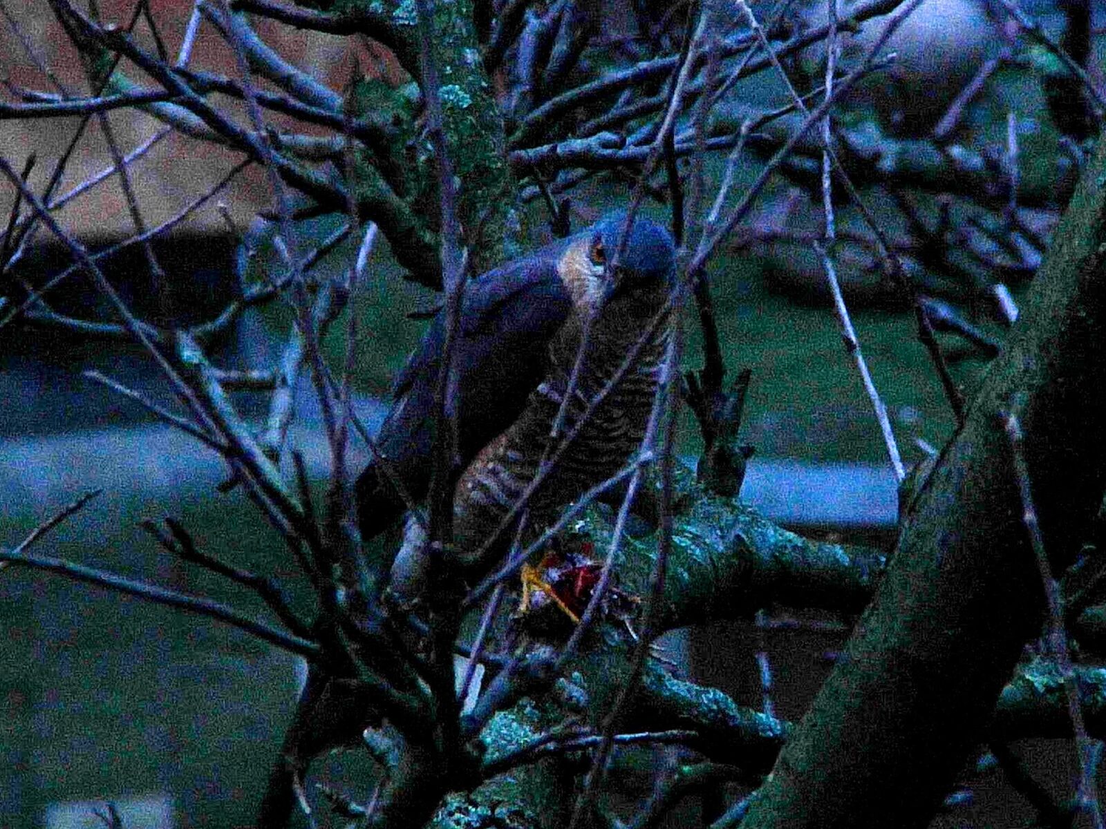 Titelbild des Projekts Sensitivity in Low Light Conditions