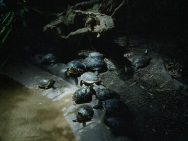 Still aus "Nido de Cocodrilo"