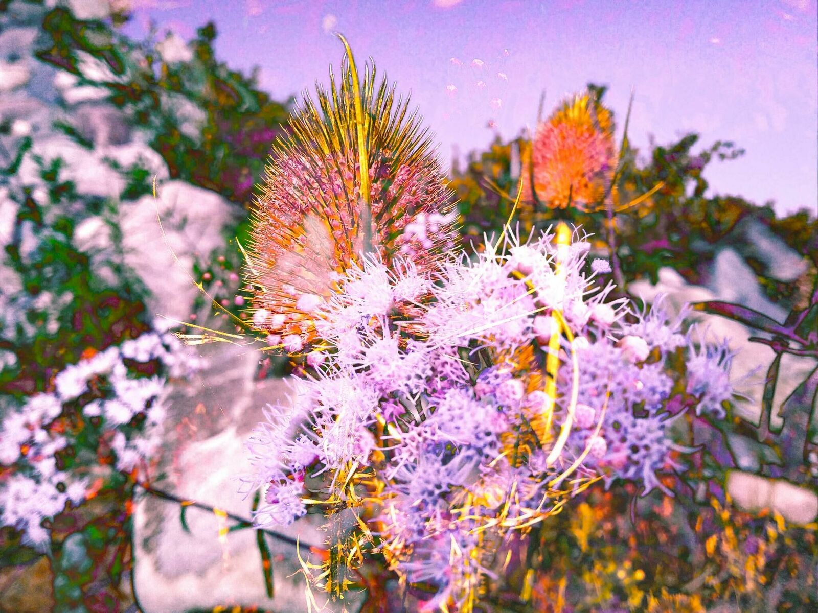 Galeriebild des Projekts Pasajera Nocturna