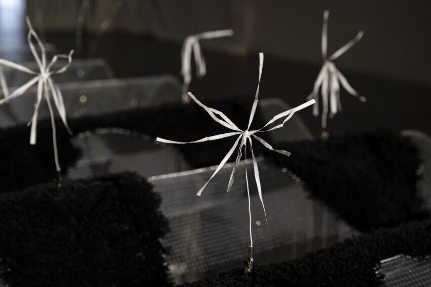 Galeriebild des Projekts Permanent planting