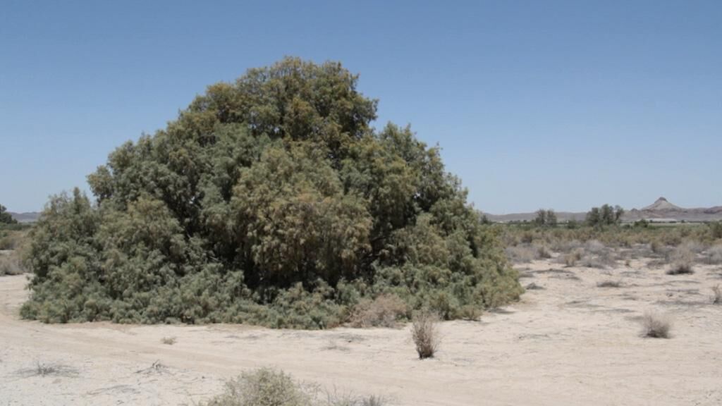 Galeriebild des Projekts Sand Dunes
