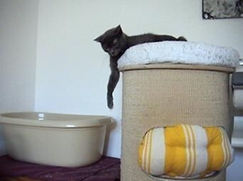 Galeriebild des Projekts Rocky 