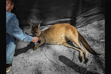 Galeriebild des Projekts Australien – eine queere Reise in Bildern und Gedichten