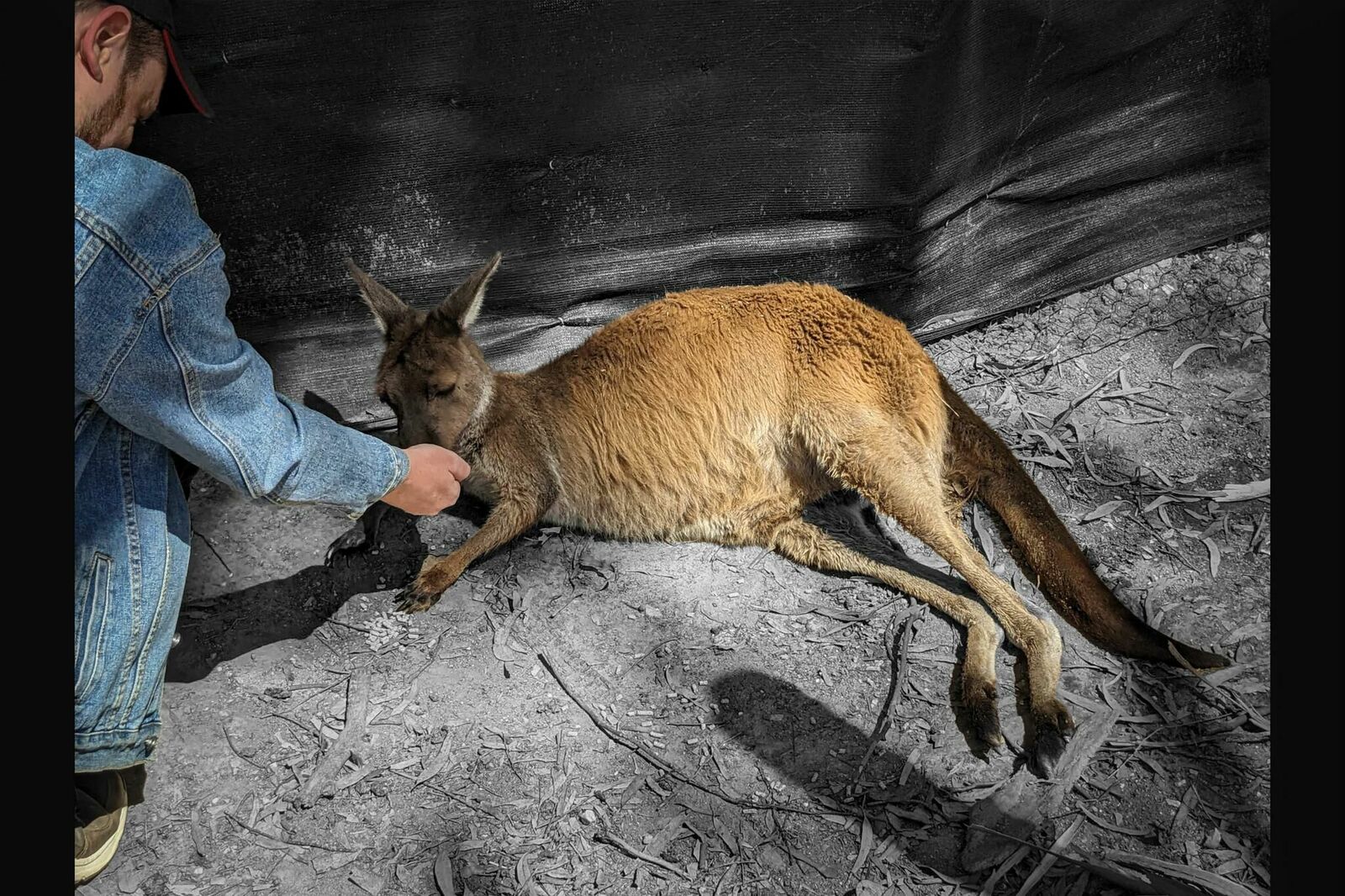 Galeriebild des Projekts Australien – eine queere Reise in Bildern und Gedichten