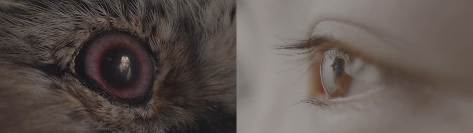 Galeriebild des Projekts Gérard Lucas