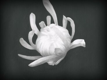 Chrysanthemum Titelbild des Projekts Chrysanthemum