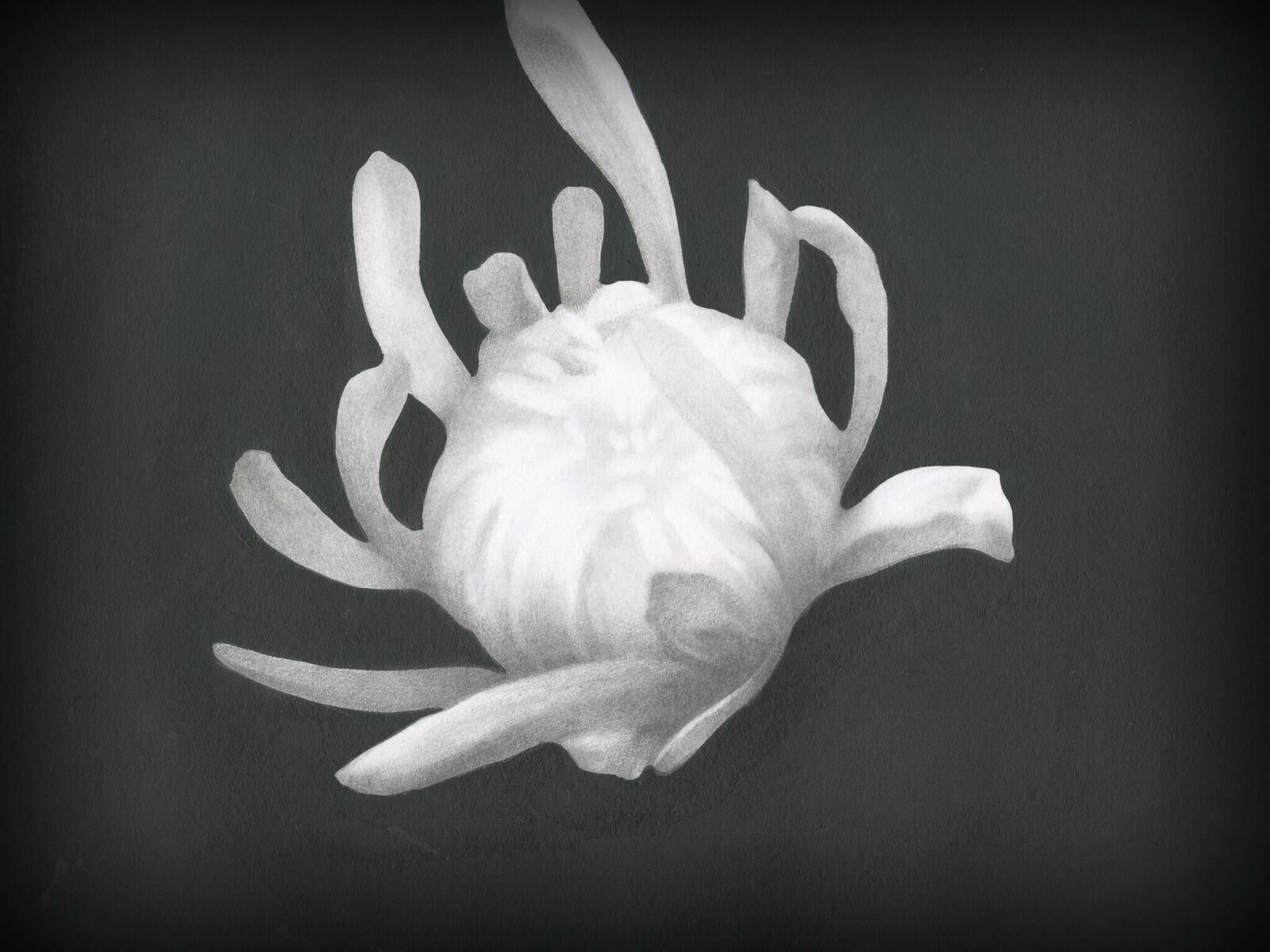 Titelbild des Projekts Chrysanthemum