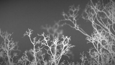 Der Baum vor meinem Fenster