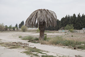 Sara Hoffmann: Cherry Picking Paradise