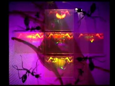 1.ant.ity Titelbild des Projekts 1.ant.ity