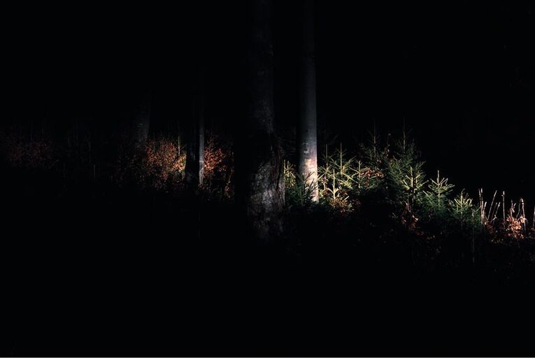 Titelbild des Projekts Waldfoto