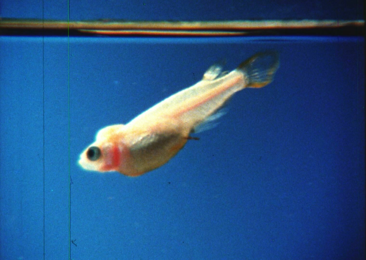 Galeriebild des Projekts I learn, get hurt, accept, strive, fight, love, cry and laugh