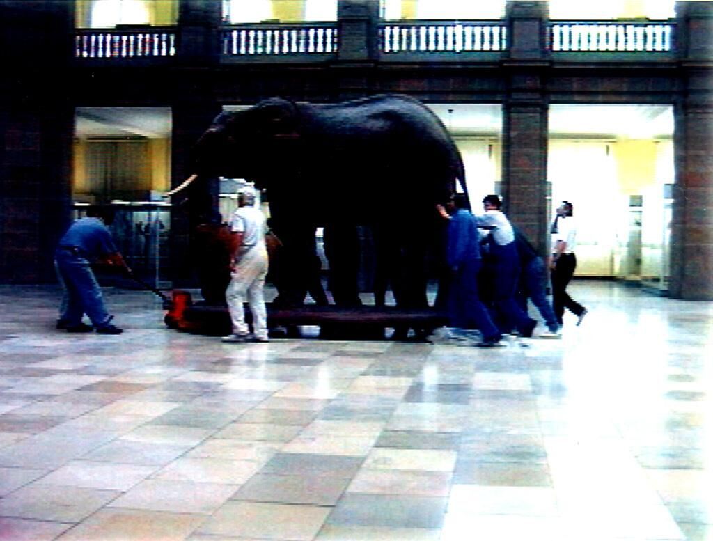 Titelbild des Projekts Der Elefant muss raus