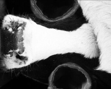 Schwarze Milch Galeriebild des Projekts Schwarze Milch