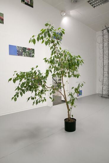 Pflanze, Stamm, grüne Blätter, hoher Wuchs, schwarzer Pflanzentopf, Ausstellung, Kunst, Objekt