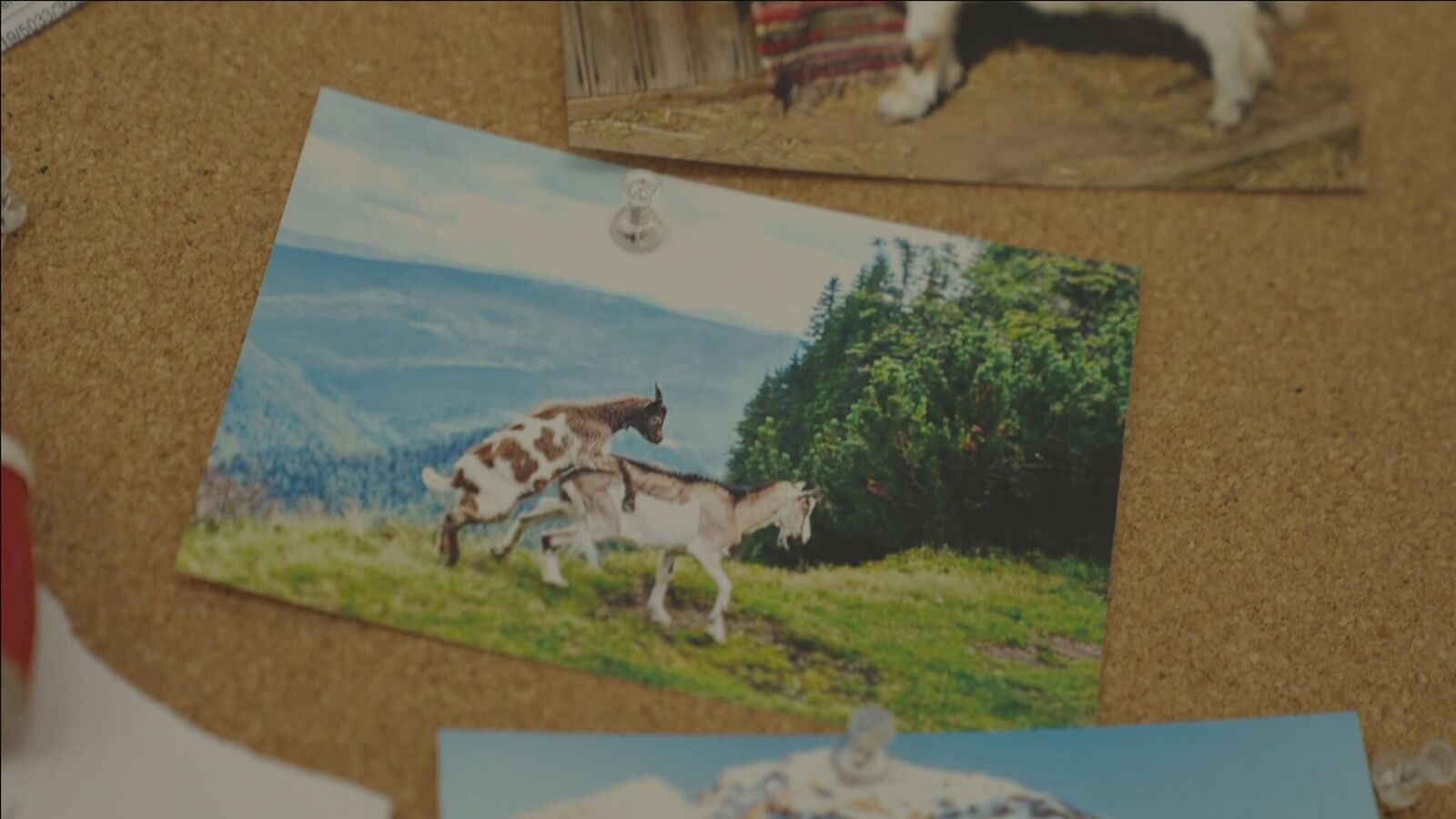 Galeriebild des Projekts report null - Leben unter Zieg*innen