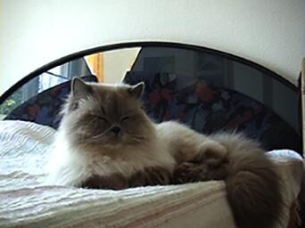 Galeriebild des Projekts Rocky 