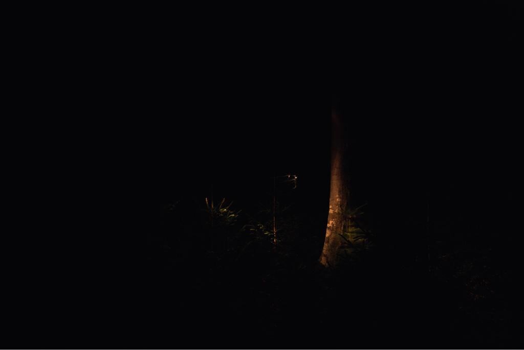 Galeriebild des Projekts Waldfoto