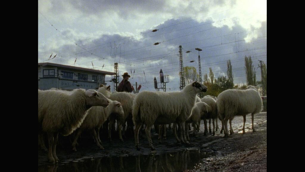 Galeriebild des Projekts Stadt Land Schaf