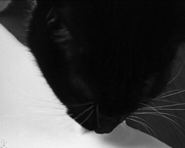 Schwarze Milch Galeriebild des Projekts Schwarze Milch