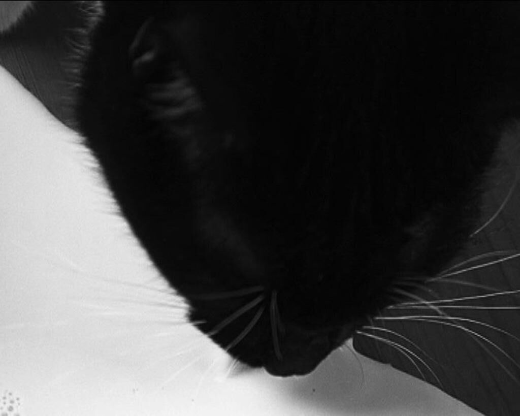 Galeriebild des Projekts Schwarze Milch