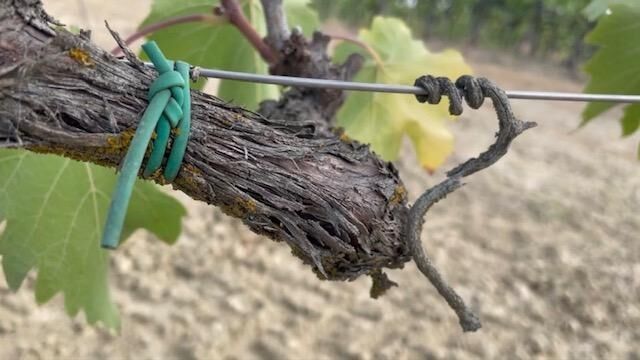 Titelbild des Projekts Monolog Weinrebe