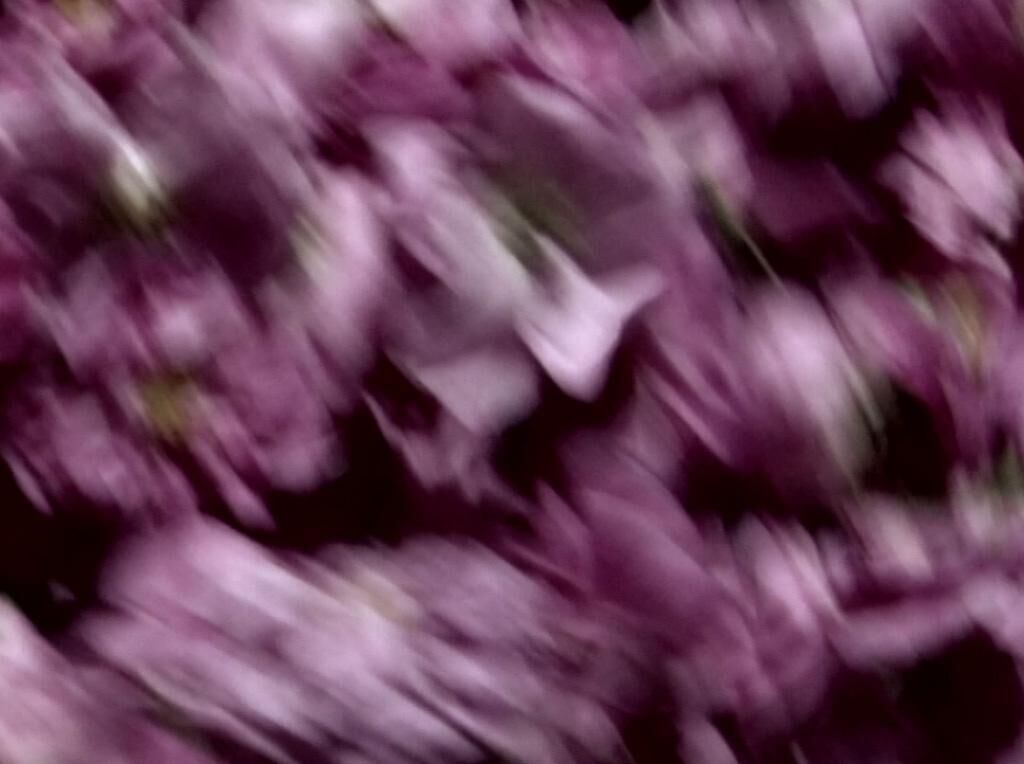 Titelbild des Projekts Rosenwasser