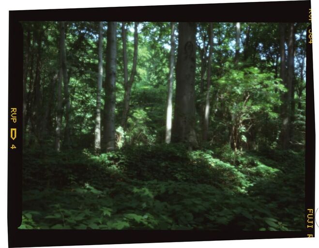 Titelbild des Projekts silva obscura