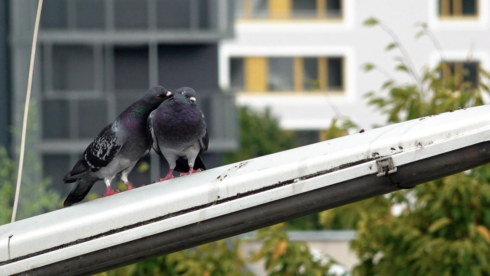 Galeriebild des Projekts Picnic at Hanging Rock