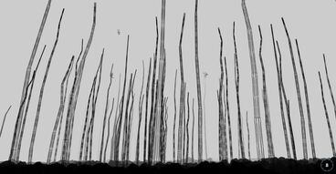 The Invisible Warbler Titelbild des Projekts The Invisible Warbler