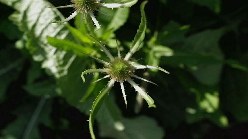 Titelbild des Projekts ATROPA