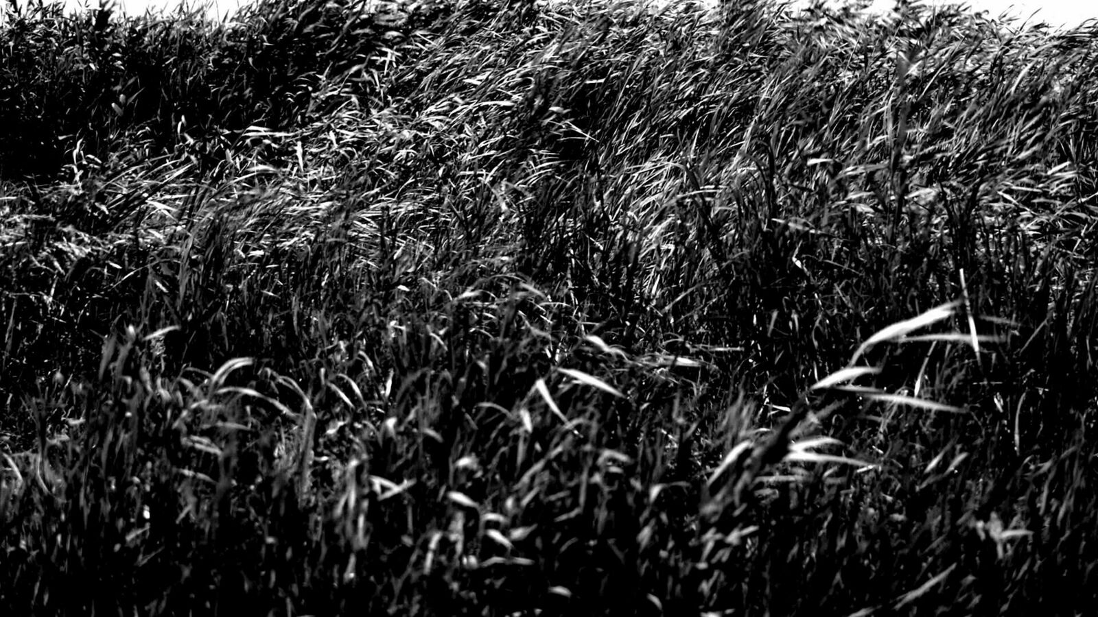 Galeriebild des Projekts Laniakea