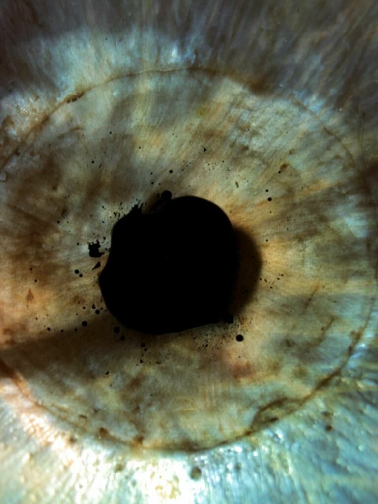 Titelbild des Projekts Augentinte