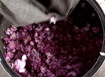 Rosenwasser Galeriebild des Projekts Rosenwasser
