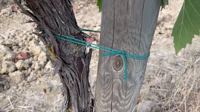 Galeriebild des Projekts Monolog Weinrebe